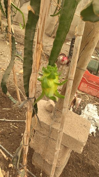 Pitayas autos Jindu1, Mixuanlong, Dahong