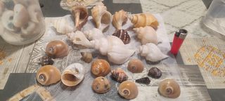 Rocas cueva y caracolas vacías para acuario