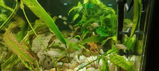 Rocas cueva y caracolas vacías para acuario