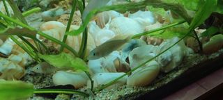 Rocas cueva y caracolas vacías para acuario