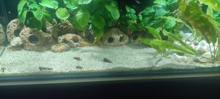 Rocas cueva y caracolas vacías para acuario