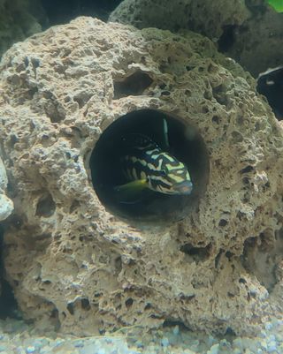 Rocas cueva y caracolas vacías para acuario