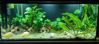 Rocas cueva y caracolas vacías para acuario