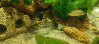 Rocas cueva y caracolas vacías para acuario