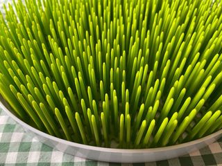 Escurridor biberones y tetinas Olmitos.