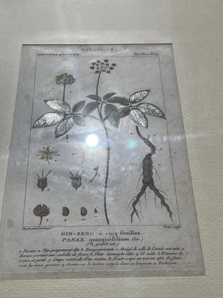 Stampa Antico Erbario