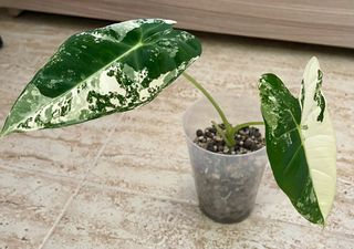 Planta Alocasia Fridek Variegada