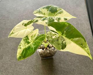 Planta Alocasia Fridek Variegada