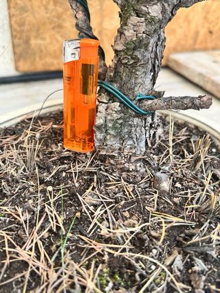 Bonsái Pino Sylvestris