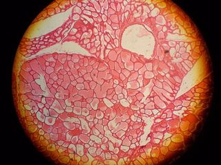 Microscopio profesional Zeiss Axioskop