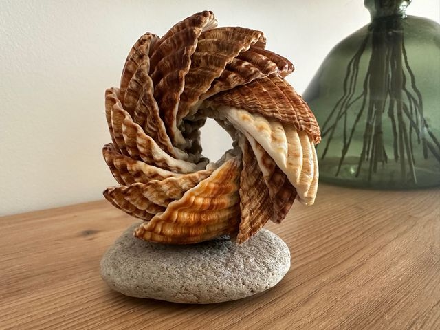 Espiral Decorativa de Conchas Marinas