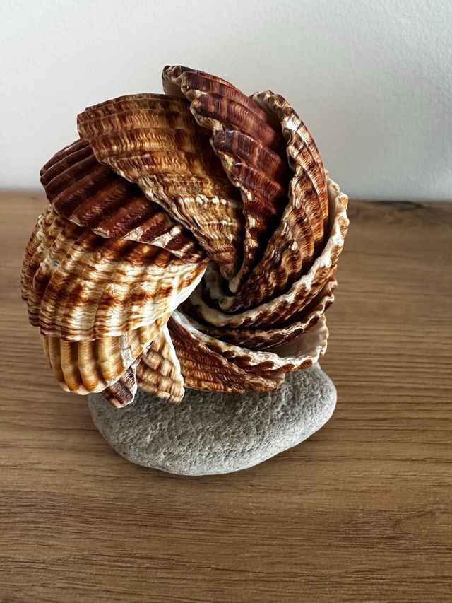 Espiral Decorativa de Conchas Marinas