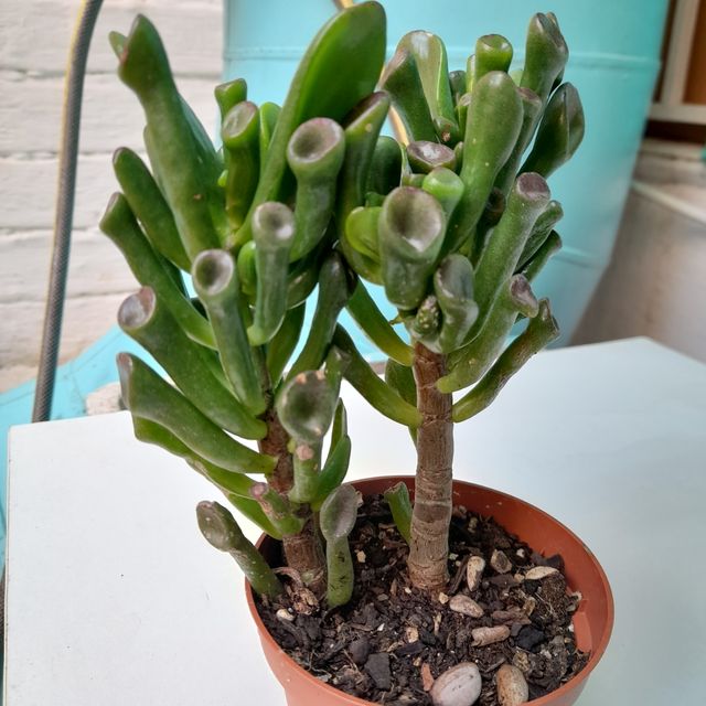 Pianta succulenta Crassula Gollum