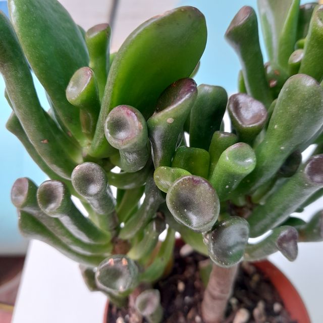 Pianta succulenta Crassula Gollum
