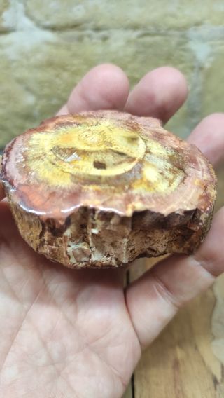 Madera Fosilizada Xilopalo Fosil