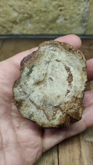 Madera Fosilizada Xilopalo Fosil