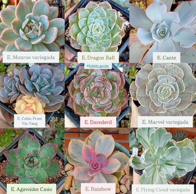 Echeverias desde 3€ - Suculentas