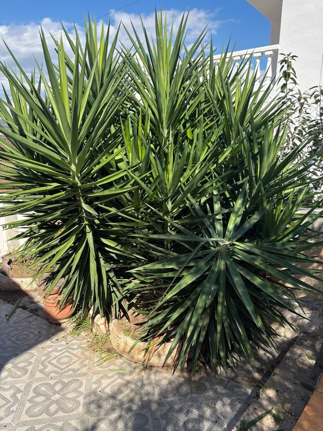 Planta Yuca Grande
Acepto cambio