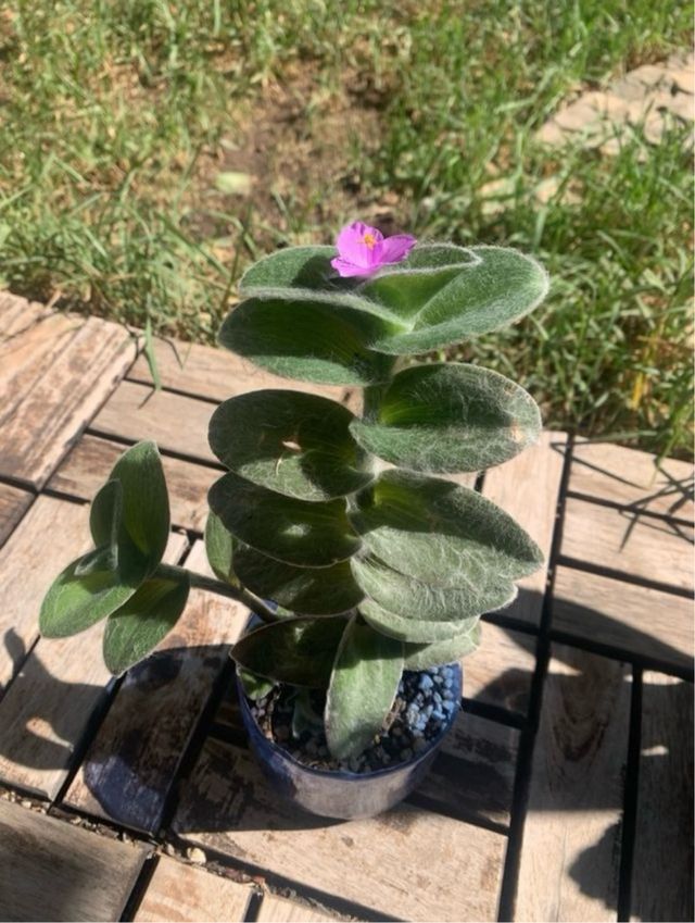 Tradescantia sillamontana