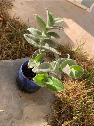 Tradescantia sillamontana