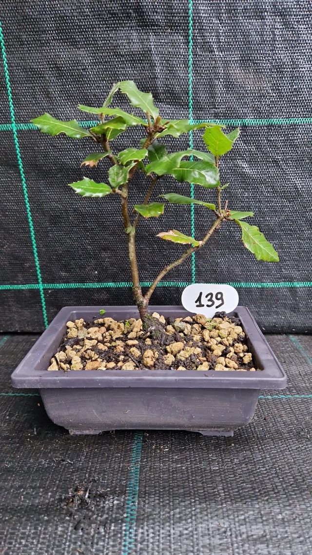 Bonsai di Leccio (Quercus ilex) 139