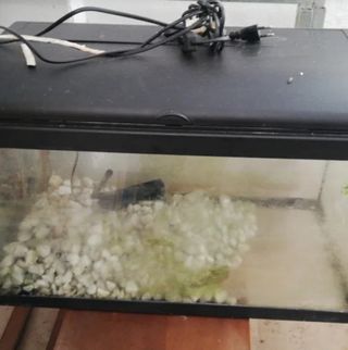 Acuario de cristal y plástico