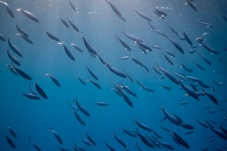 Equipo Fotografía Sony para Surf, Apnea , Agua