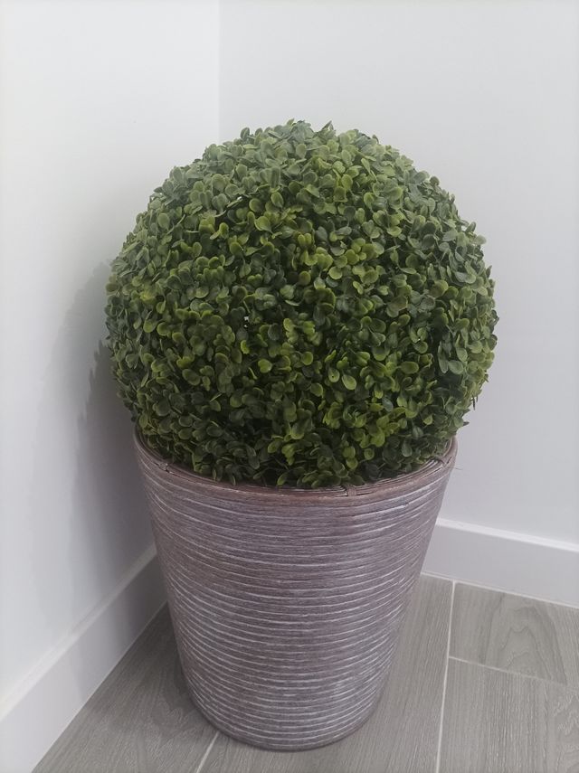 Arbusto decorativo esférico