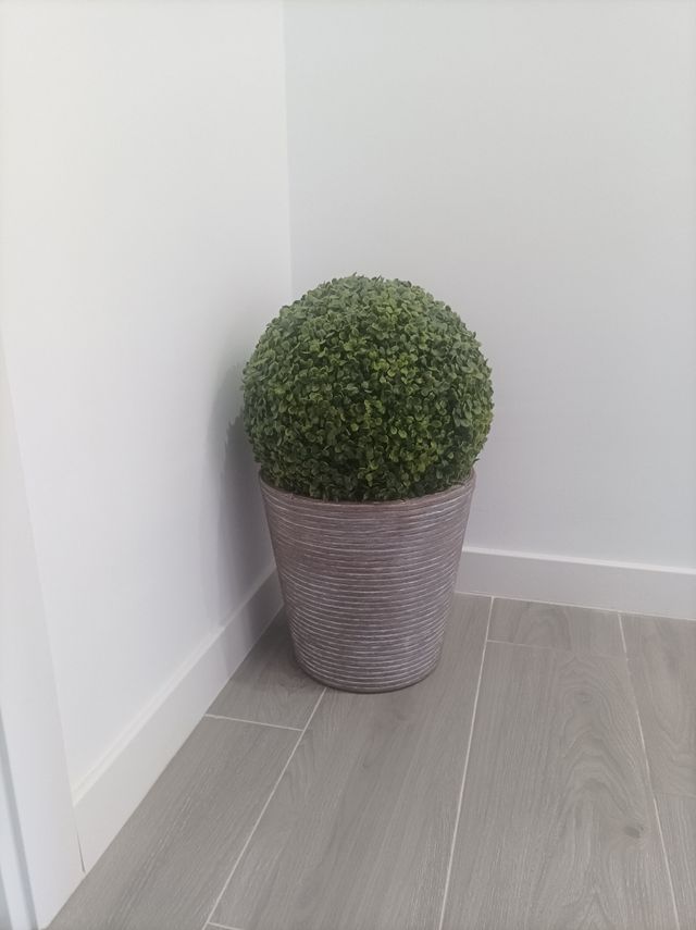 Arbusto decorativo esférico