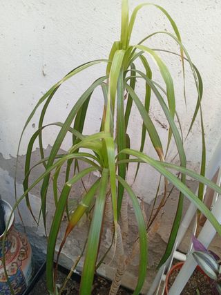 Planta de interior