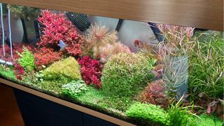 Lote de 10 plantas de acuario INICIACIÓN