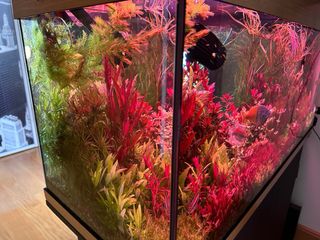 Lote de 10 plantas de acuario INICIACIÓN