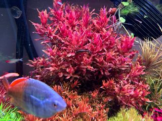 Lote de 10 plantas de acuario INICIACIÓN
