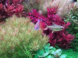 Lote de 10 plantas de acuario INICIACIÓN