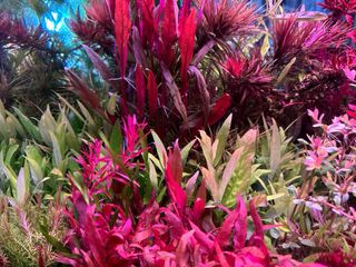 Lote de 10 plantas de acuario INICIACIÓN