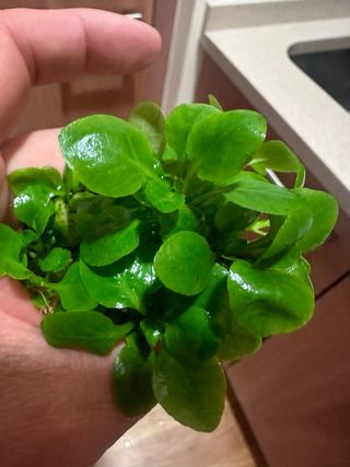 Lote de 10 plantas de acuario INICIACIÓN