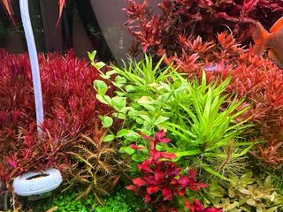 Lote de 10 plantas de acuario INICIACIÓN