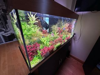 Lote de 12 plantas de acuario
