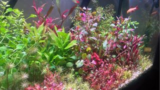Lote de 12 plantas de acuario