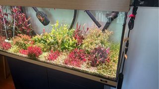Lote de 12 plantas de acuario