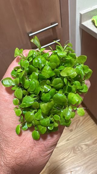 Lote de 12 plantas de acuario