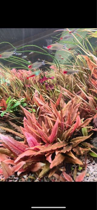 Lote de 12 plantas de acuario