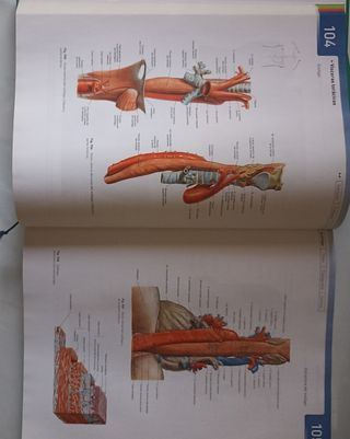 Sobotta. Atlas de Anatomía Humana