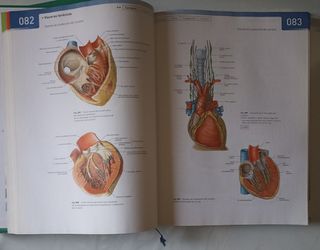 Sobotta. Atlas de Anatomía Humana