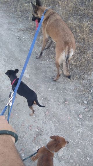 Paseadora de perros