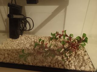 Pecera agua dulce con filtro 35x17 y 25 profund