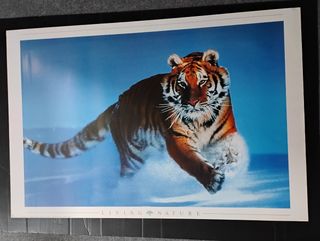 Poster Tigre Living Nature