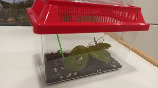 Terrarios para insectos palo PRECIO A CONSULTAR