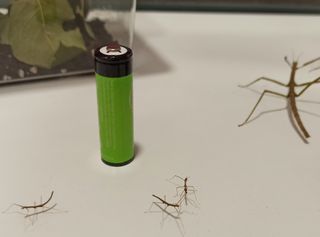 Terrarios para insectos palo PRECIO A CONSULTAR