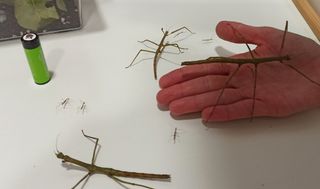 Terrarios para insectos palo PRECIO A CONSULTAR